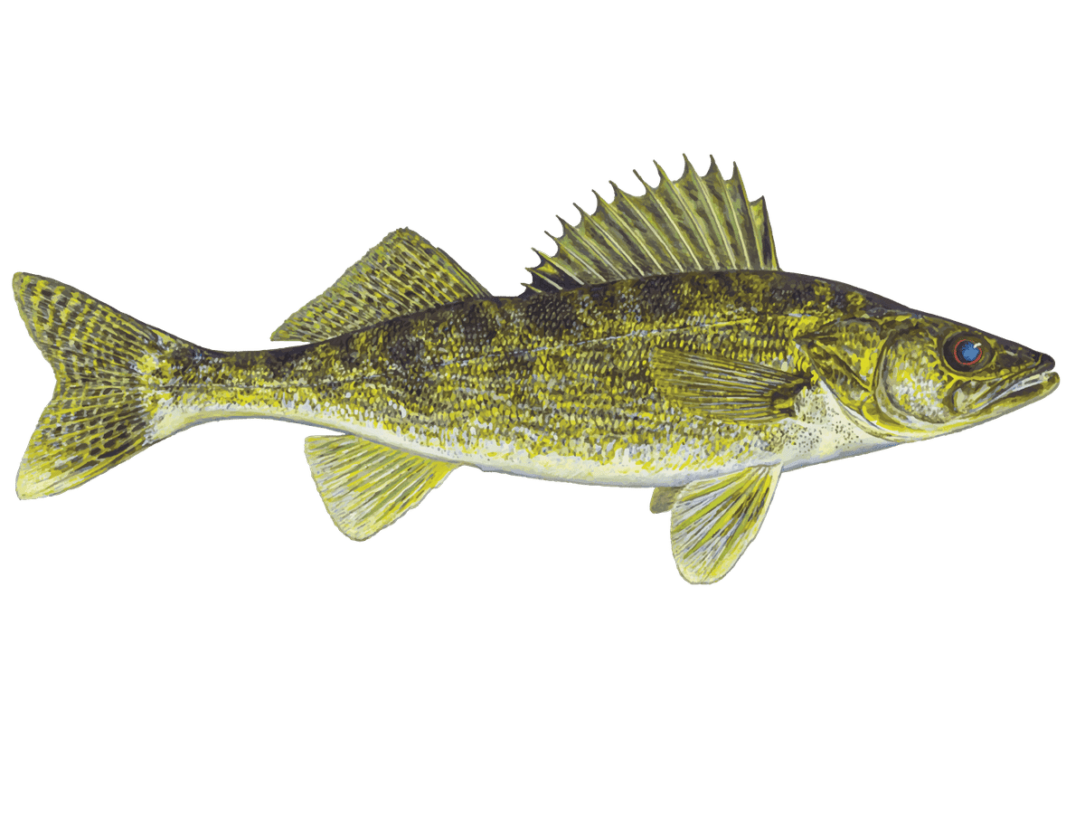 walleyefish-64e3b150b25dc.png
