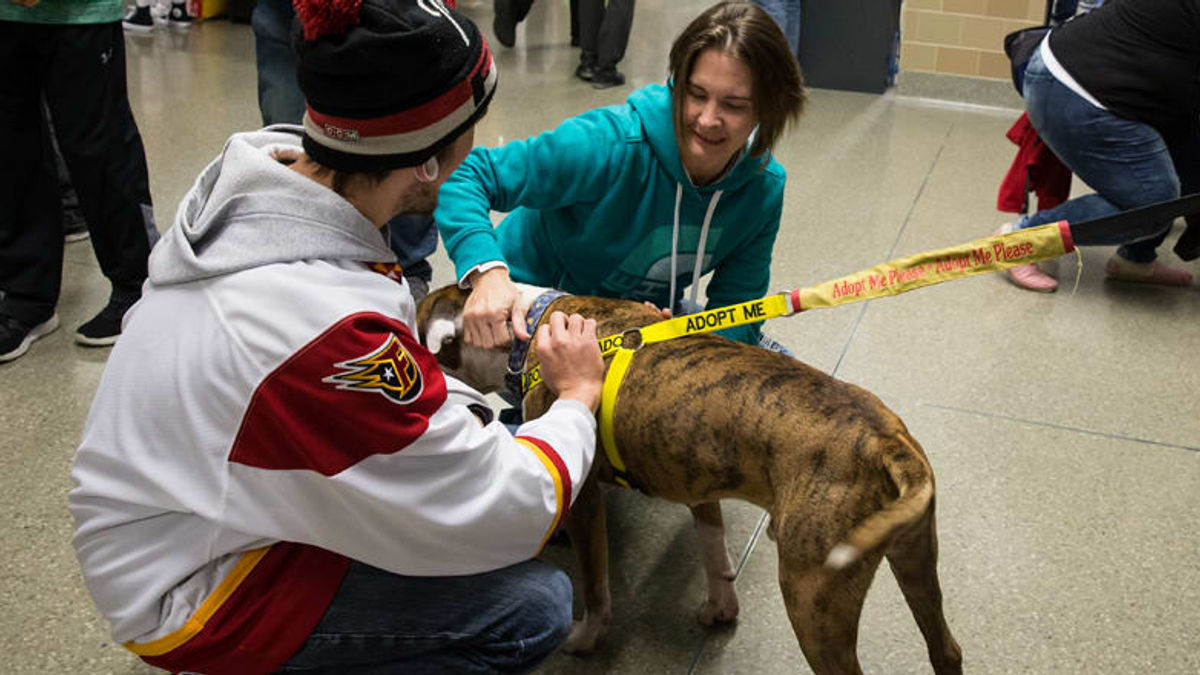 Bring your pooch to the rink next Saturday for Pucks &amp; Paws 