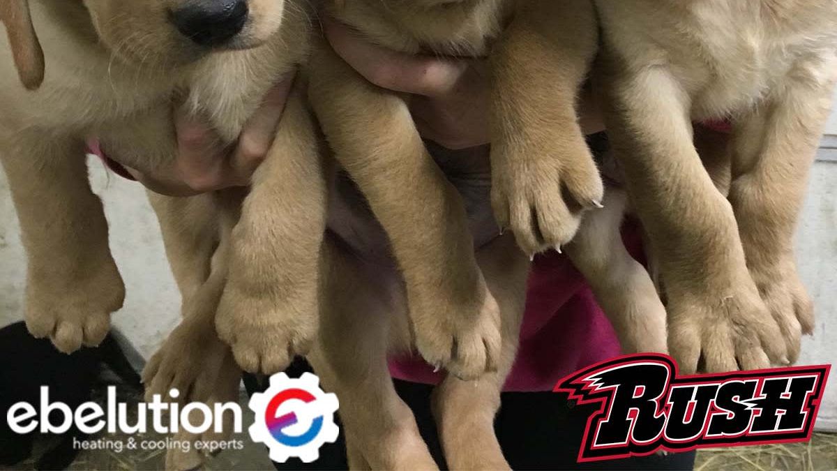 RUSH ANNOUNCE 2021-22 RUSH PUPPY PROJECT